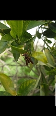 Polistes weyrauchorum