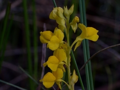 Utricularia odorata