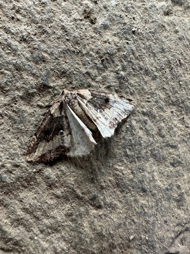 Lacaria araucanaria