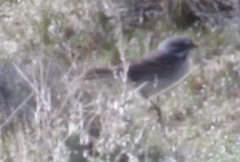 Artemisiospiza belli