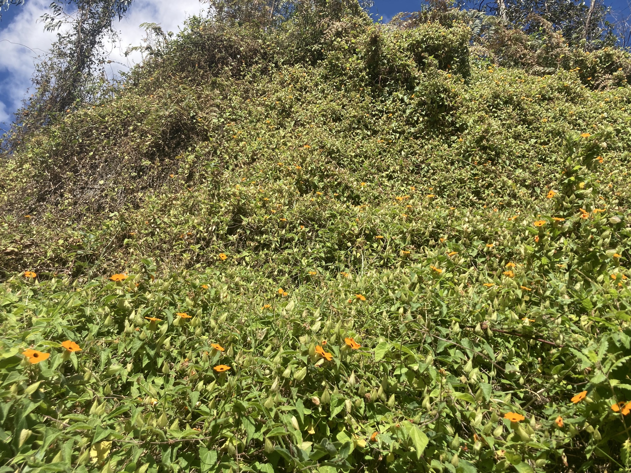 Thunbergia alata image
