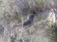 Artemisiospiza belli