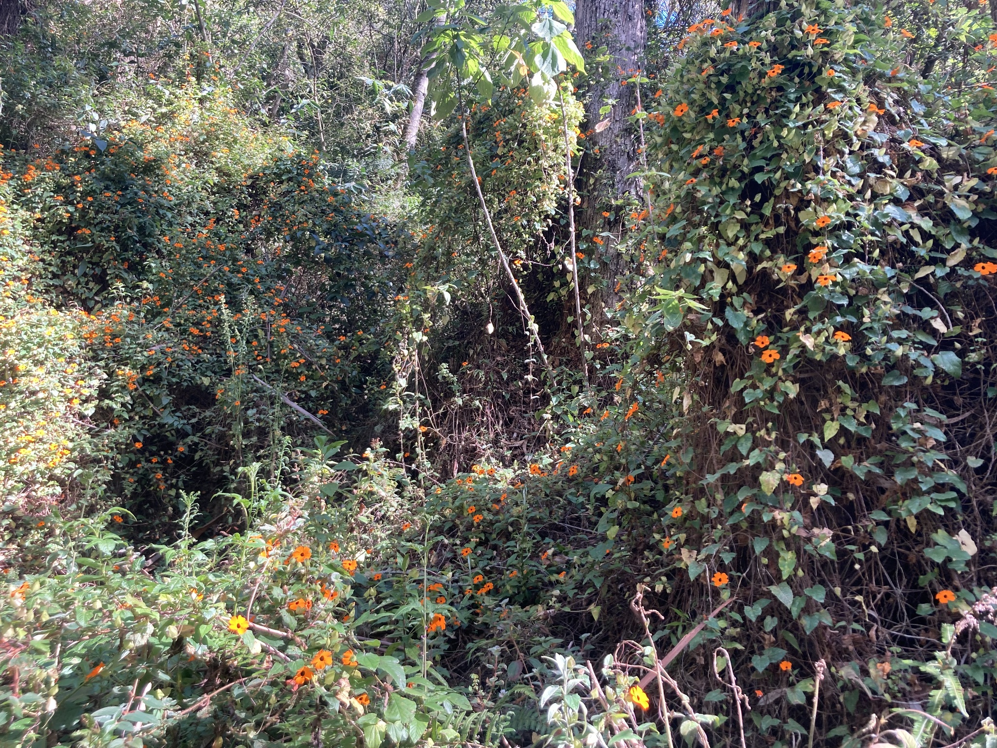 Thunbergia image