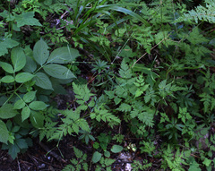 Osmorhiza aristata