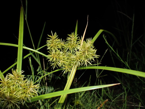 Cyperus ferruginescens iNat (1)