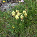 Oxytropis kubanensis - Photo 由 Dmitriy Bochkov 所上傳的 (c) Dmitriy Bochkov，保留部份權利CC BY