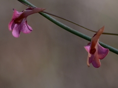 Utricularia chrysantha