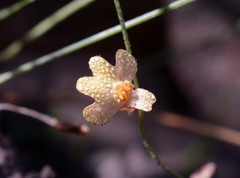 Utricularia chrysantha