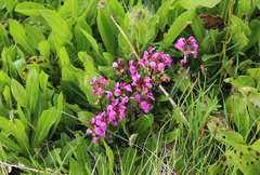 Pedicularis nordmanniana