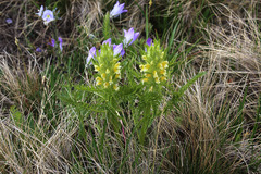 Pedicularis condensata