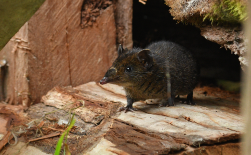 Bornean Short-tailed Gymnure (Hylomys dorsalis) — Data Deficient Mammalia