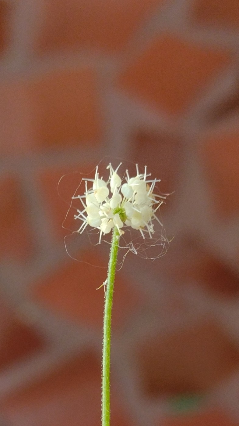 Hydrocotyle leucocephala