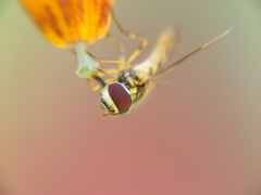 Syrphidae