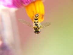 Syrphidae