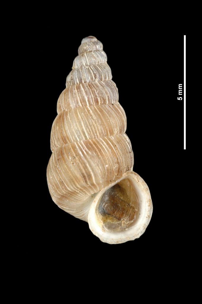 Obscurella nouleti