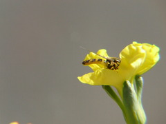 Syrphidae