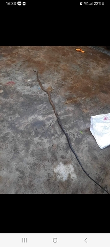 Keeled Rat Snake