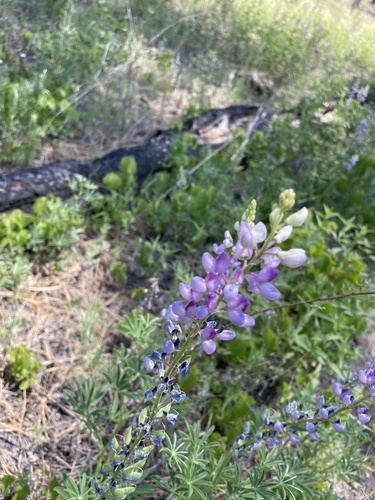 Gila Wilderness Trails