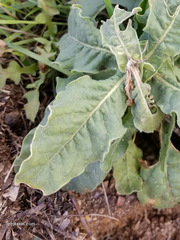 Asclepias nyctaginifolia