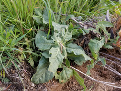 Asclepias nyctaginifolia
