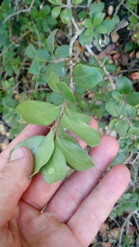Archidasyphyllum diacanthoides, photograph 6