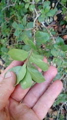 Archidasyphyllum diacanthoides