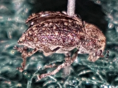 Araecerus