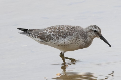 Correlimos gordo (Calidris canutus)