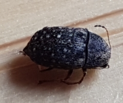 Araecerus