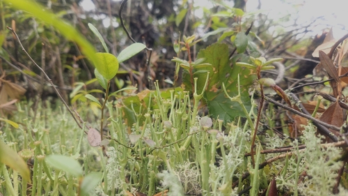Cladonia maxima image