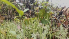 Cladonia maxima image