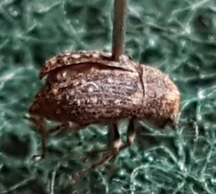 Araecerus