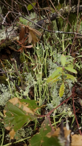 Cladonia maxima image