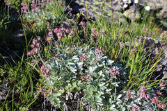 Potentilla divina
