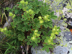 Potentilla brachypetala