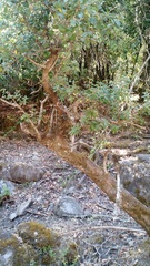 Archidasyphyllum diacanthoides