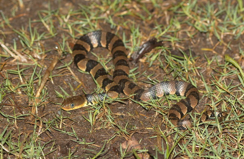 Photo of a Yunnan Annulate Keelback (Trimerodytes yunnanensis)