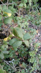 Archidasyphyllum diacanthoides