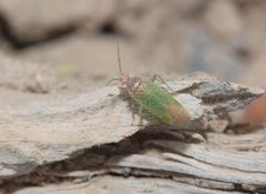 Pseudopsallus puberus