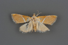 Abegesta remellalis