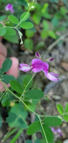 Image of Lespedeza frutescens by (c) Edie, some rights reserved (CC BY)
