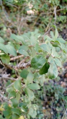 Archidasyphyllum diacanthoides