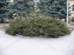 Juniperus