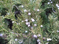 Juniperus
