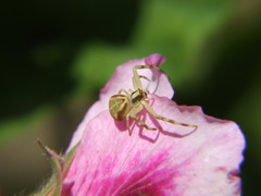 Thomisidae