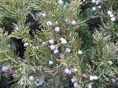 Juniperus