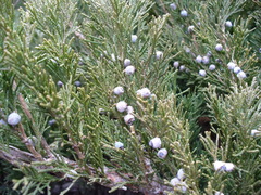 Juniperus