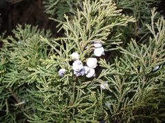 Juniperus