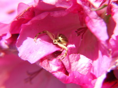 Thomisidae