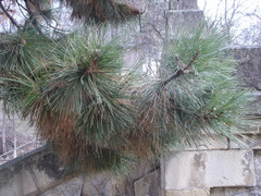 Pinus